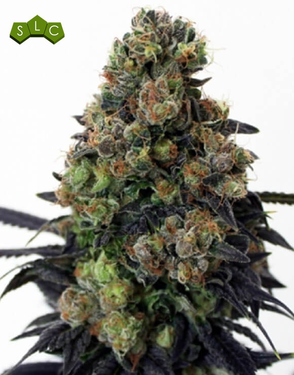 Acid Dough Feminizada Ripper Seeds