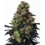 Acid Dough Feminizada Ripper Seeds