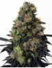 Acid Dough Feminizada Ripper Seeds