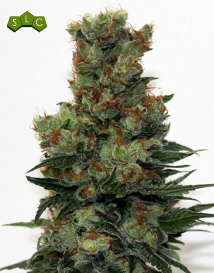 Ripper Badazz Feminizada Ripper Seeds