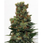 Ripper Badazz Feminizada Ripper Seeds