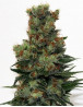 Ripper Badazz Feminizada Ripper Seeds