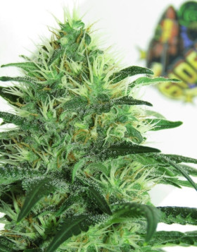 Sideral Feminizada Ripper Seeds