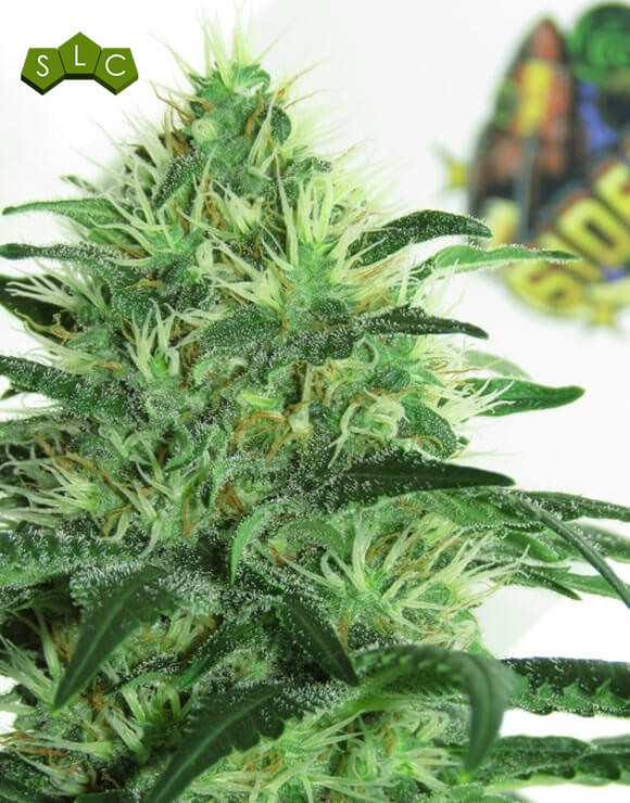 Sideral Feminizada Ripper Seeds