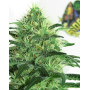 Sideral Feminizada Ripper Seeds