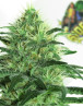 Sideral Feminizada Ripper Seeds