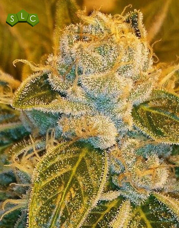 Sour Ripper Feminizada Ripper Seeds