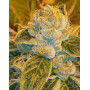Sour Ripper Feminizada Ripper Seeds