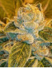 Sour Ripper Feminizada Ripper Seeds
