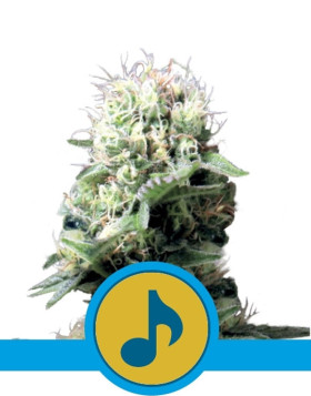 Dance World CBD Feminizada Royal Queen Seeds
