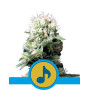 Dance World CBD Feminizada Royal Queen Seeds