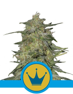 Royal Highness CBD Feminizada Royal Queen Seeds