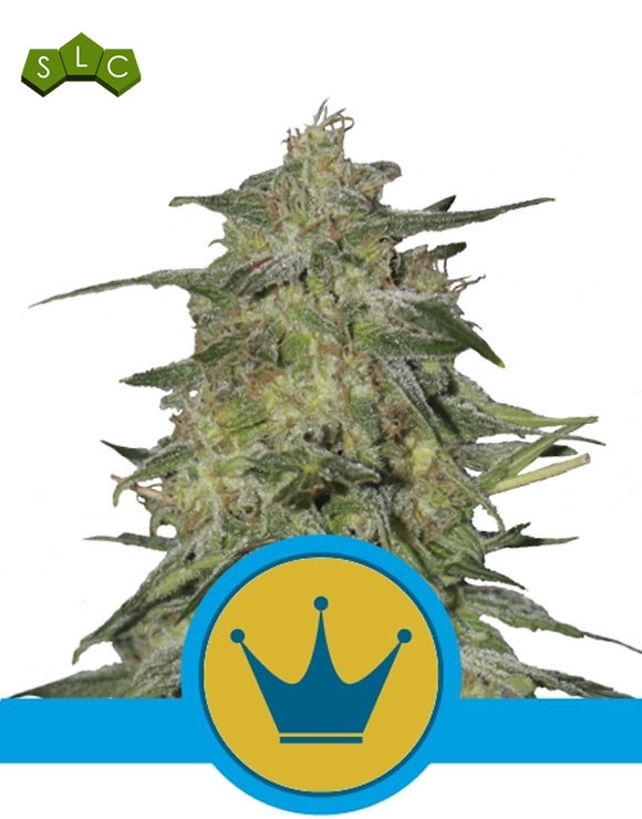 Royal Highness CBD Feminizada Royal Queen Seeds