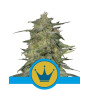 Royal Highness CBD Feminizada Royal Queen Seeds