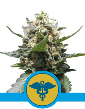 Royal Medic CBD Feminizada Royal Queen Seeds