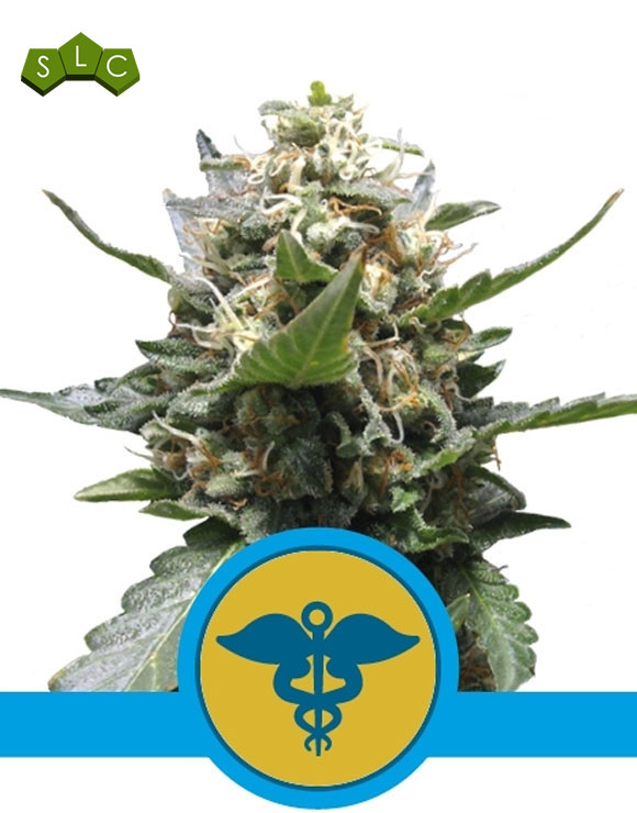 Royal Medic CBD Feminizada Royal Queen Seeds