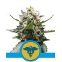 Royal Medic CBD Feminizada Royal Queen Seeds