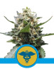 Royal Medic CBD Feminizada Royal Queen Seeds