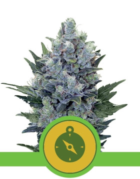 Northern Lights Autofloreciente Royal Queen Seeds