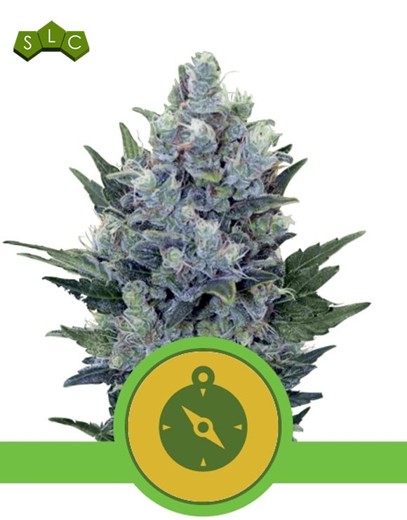 Northern Lights Autofloreciente Royal Queen Seeds