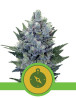 Northern Lights Autofloreciente Royal Queen Seeds
