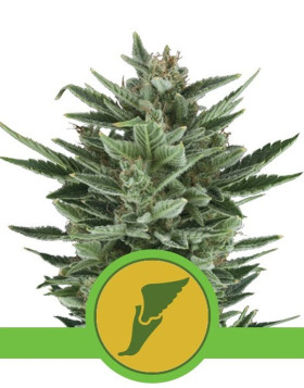 Quick One Autofloreciente Royal Queen Seeds