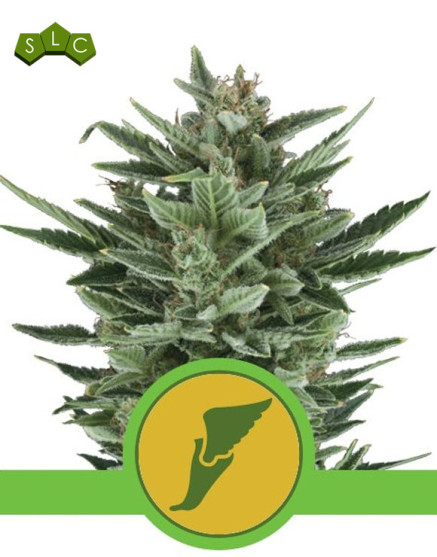 Quick One Autofloreciente Royal Queen Seeds