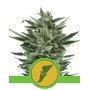 Quick One Autofloreciente Royal Queen Seeds