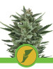 Quick One Autofloreciente Royal Queen Seeds