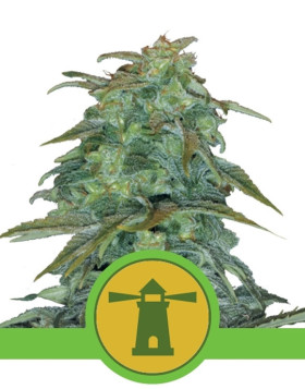 Royal Haze Autofloreciente Royal Queen Seeds