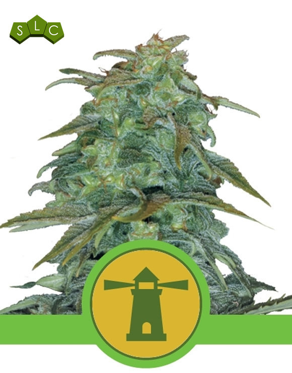 Royal Haze Autofloreciente Royal Queen Seeds