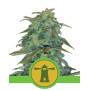Royal Haze Autofloreciente Royal Queen Seeds
