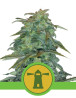 Royal Haze Autofloreciente Royal Queen Seeds