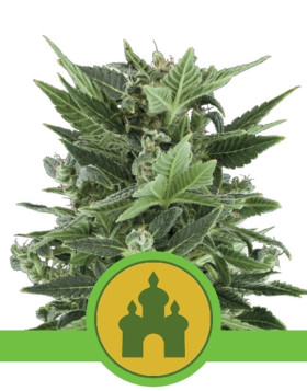 Royal Kush Autofloreciente Royal Queen Seeds
