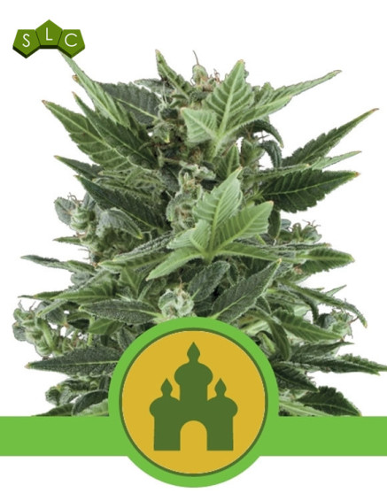 Royal Kush Autofloreciente Royal Queen Seeds