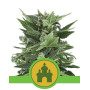Royal Kush Autofloreciente Royal Queen Seeds