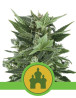 Royal Kush Autofloreciente Royal Queen Seeds