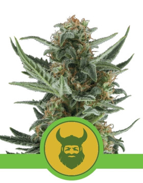 Royal Dwarf Autofloreciente Royal Queen Seeds