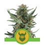 Royal Dwarf Autofloreciente Royal Queen Seeds
