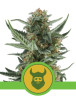 Royal Dwarf Autofloreciente Royal Queen Seeds