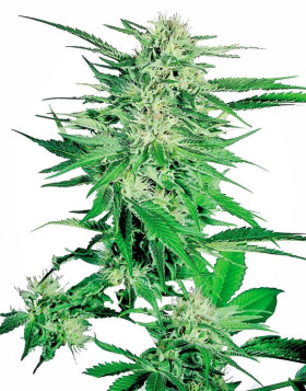Big Bud Feminizada Sensi Seeds