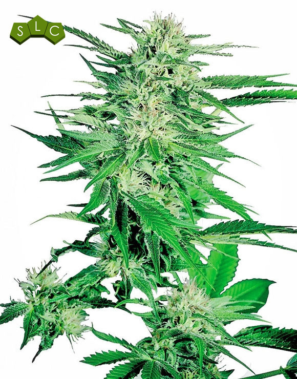 Big Bud Feminizada Sensi Seeds