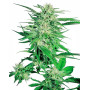 Big Bud Feminizada Sensi Seeds