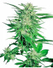 Big Bud Feminizada Sensi Seeds