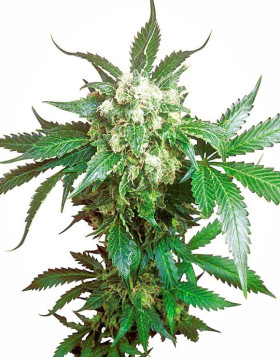 Black Domina Feminizada Sensi Seeds