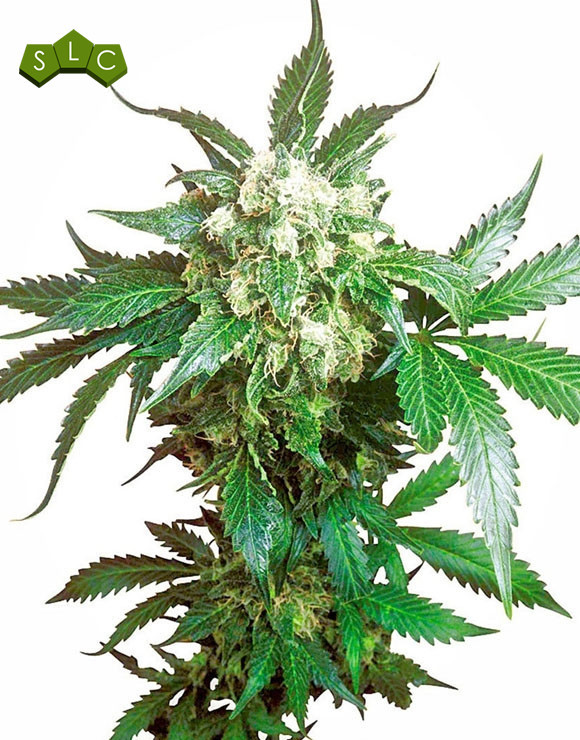 Black Domina Feminizada Sensi Seeds