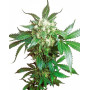 Black Domina Feminizada Sensi Seeds