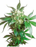 Black Domina Feminizada Sensi Seeds