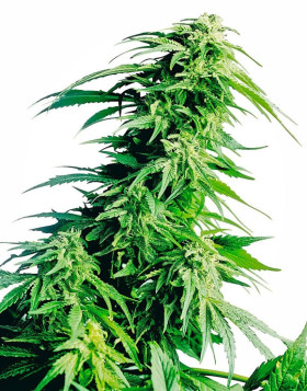 Hindu Kush Feminizada Sensi Seeds