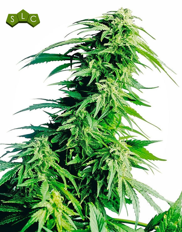 Hindu Kush Feminizada Sensi Seeds